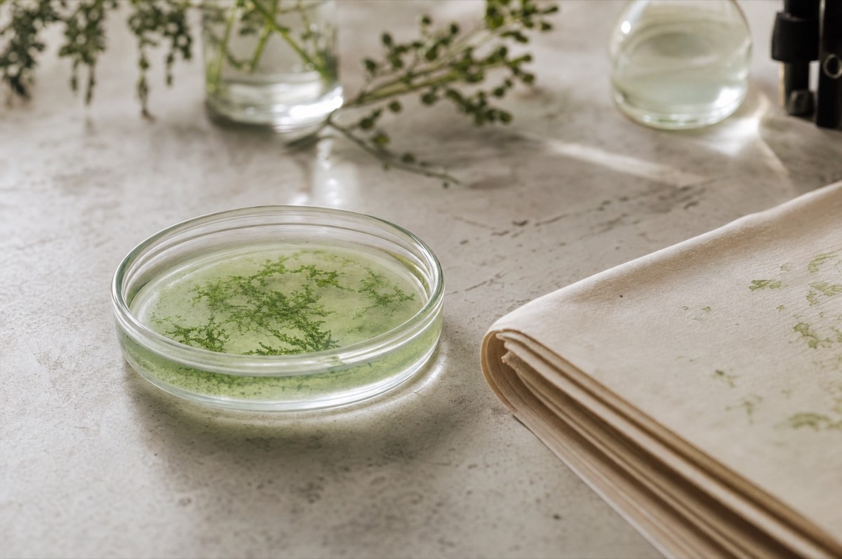 A shallow dish of pale green culture medium on a laboratory bench